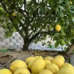 Meyer Lemon