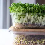 Micro greens