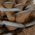 True Blue oyster mushrooms