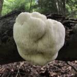 Lions Mane Mushrooms